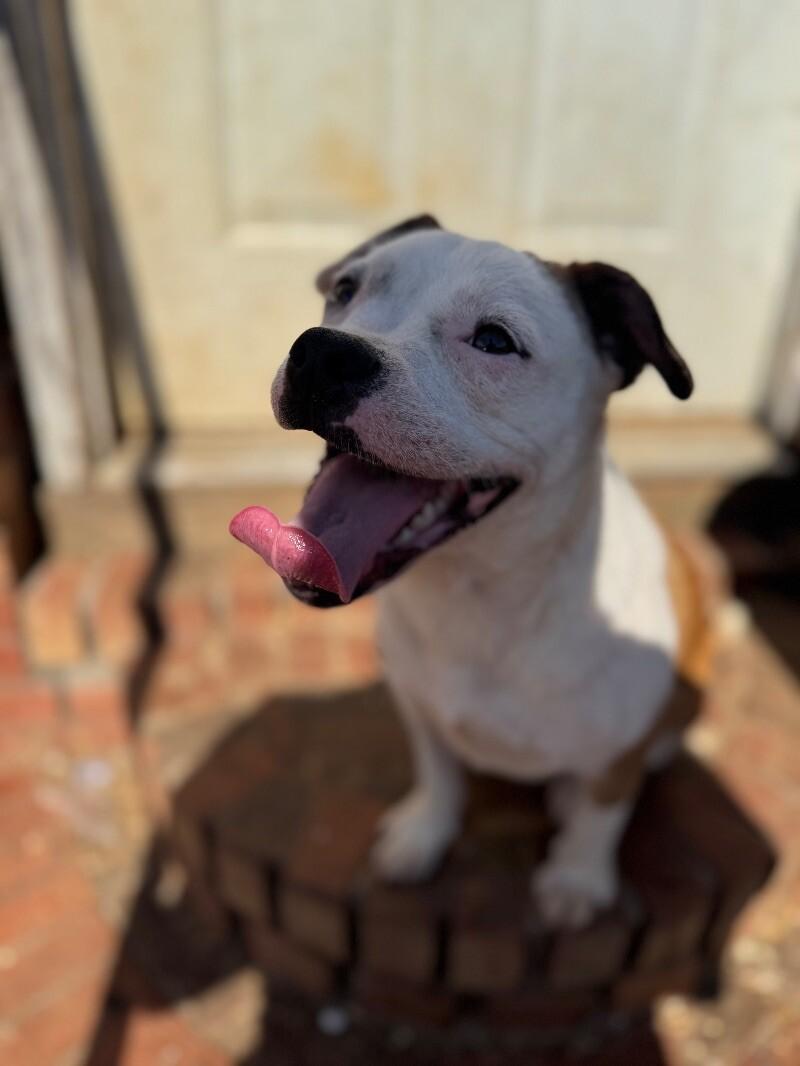 Enlarge Millie, a Adoptable mixed breed in Thomasville, AL image 3/6