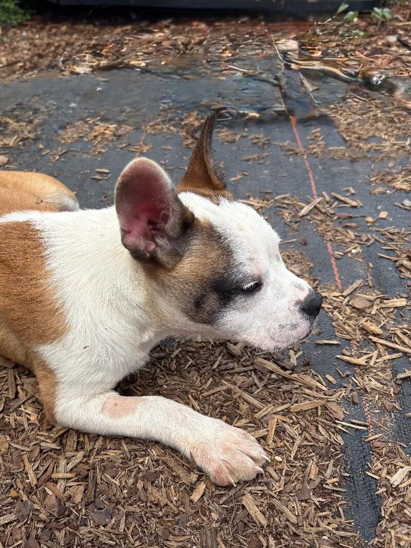 Enlarge Millie, a Adoptable mixed breed in Thomasville, AL image 4/6