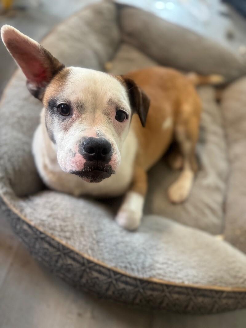 Enlarge Millie, a Adoptable mixed breed in Thomasville, AL image 5/6