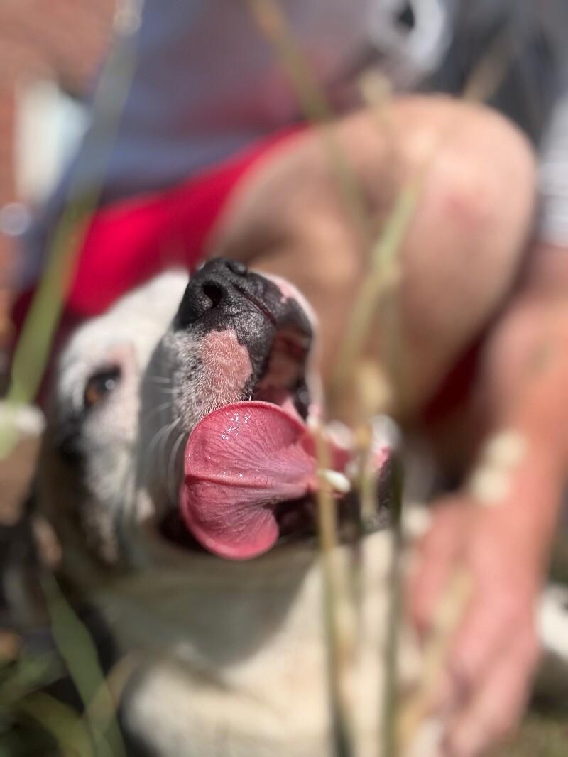 Enlarge Millie, a Adoptable mixed breed in Thomasville, AL image 6/6