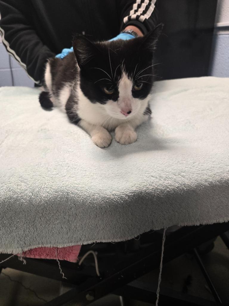 Lasky, Adoptable, Young Female Domestic Short Hair.