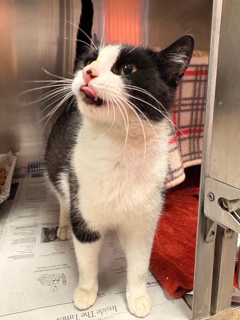 Enlarge Lasky, a Adoptable mixed breed in Detroit, MI image 2/3