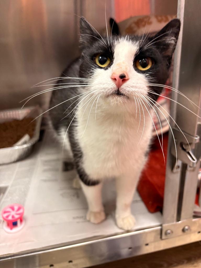 Enlarge Lasky, a Adoptable mixed breed in Detroit, MI image 3/3