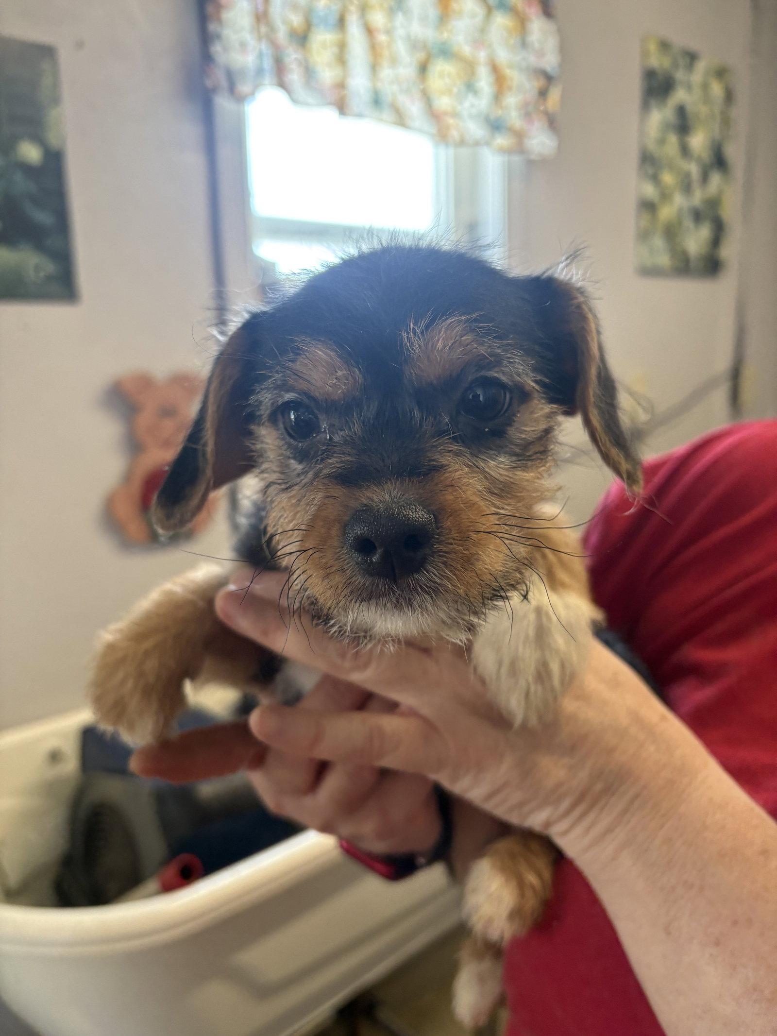 Indy, Adopted, Young Female Terrier.