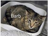 Barb, Adoptable, Adult Female Domestic Short Hair.
