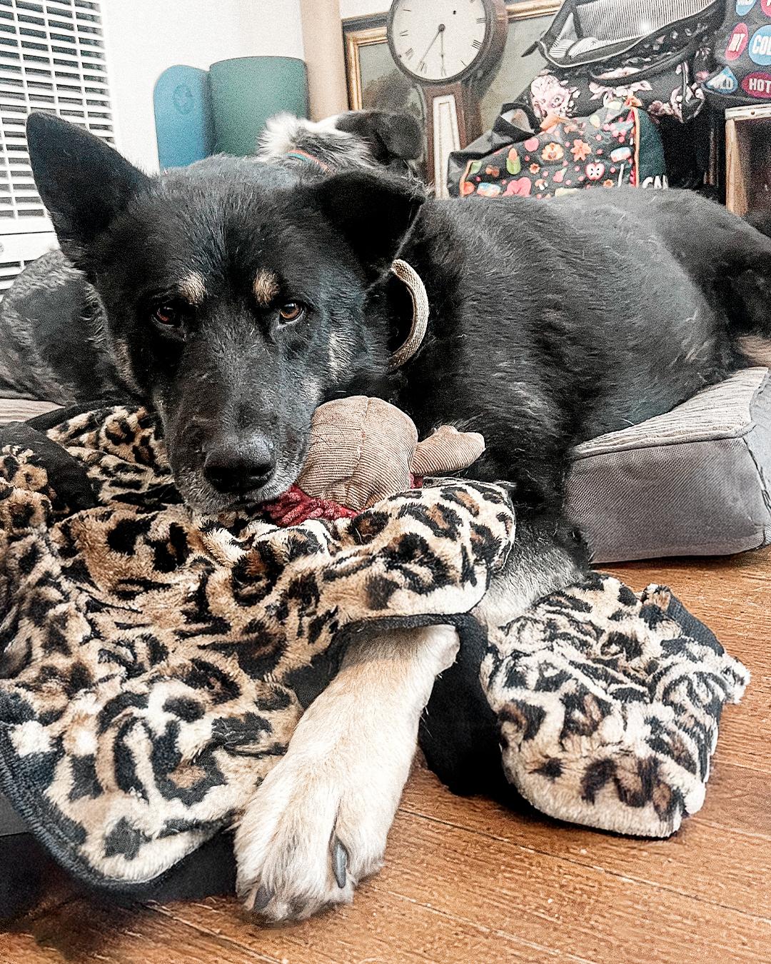 Enlarge Bear, an adopted German Shepherd Dog in Los Angeles, CA image 3/6