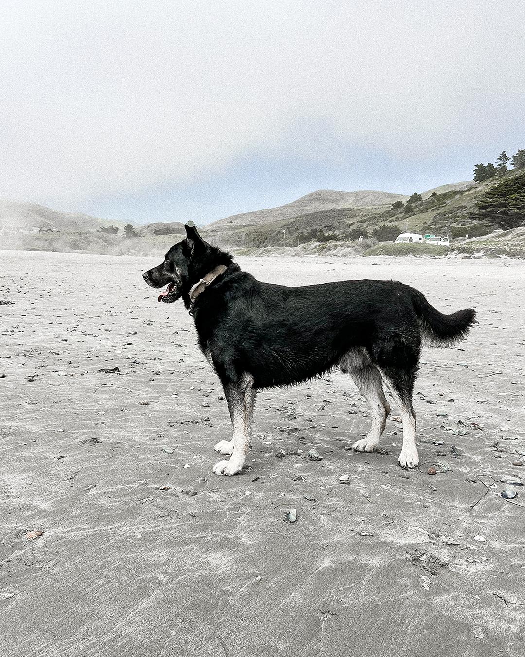 Enlarge Bear, an adopted German Shepherd Dog in Los Angeles, CA image 4/6