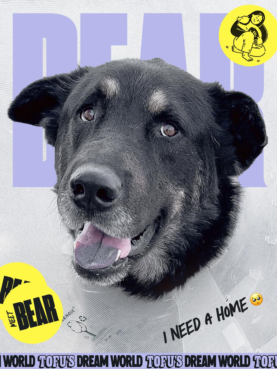 Enlarge Bear, an adopted German Shepherd Dog in Los Angeles, CA image 1/6