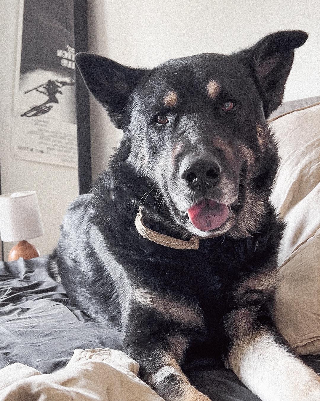 Enlarge Bear, an adopted German Shepherd Dog in Los Angeles, CA image 5/6