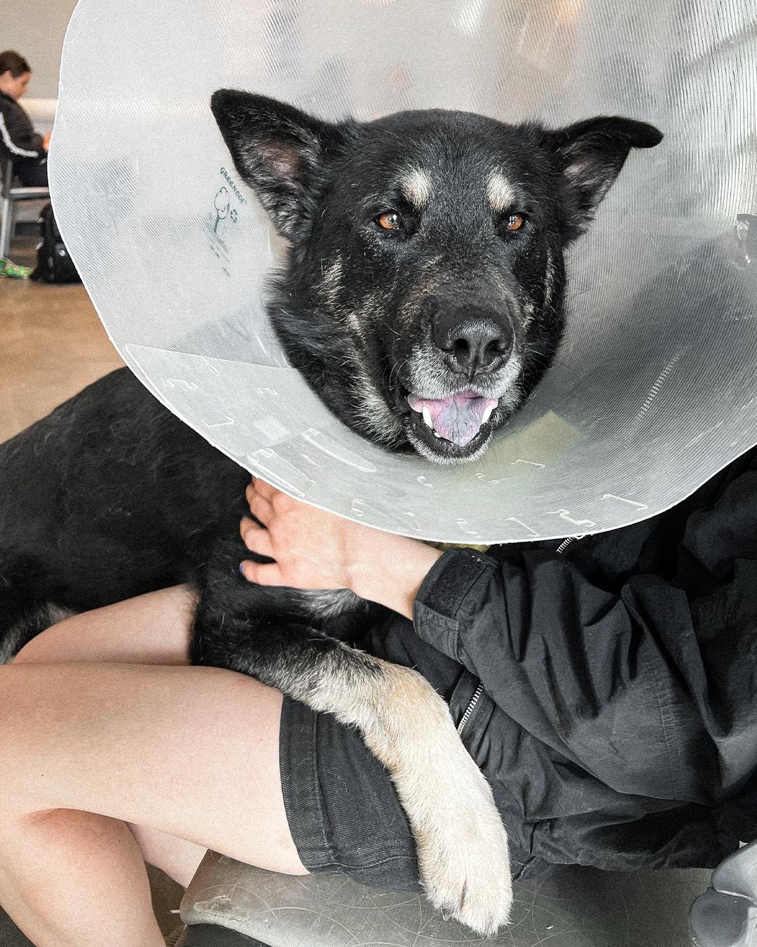 Enlarge Bear, an adopted German Shepherd Dog in Los Angeles, CA image 2/6