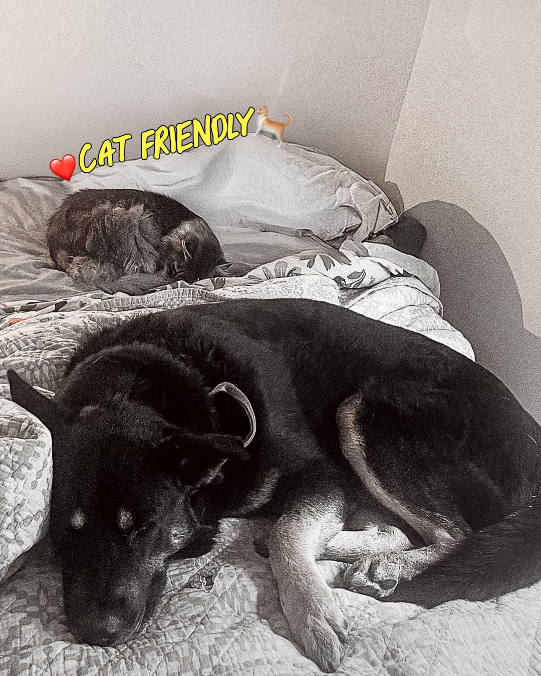 Enlarge Bear, an adopted German Shepherd Dog in Los Angeles, CA image 6/6