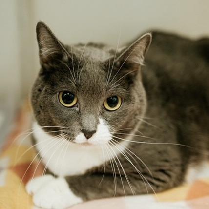 Baby, Adoptable, Adult Female Domestic Short Hair.