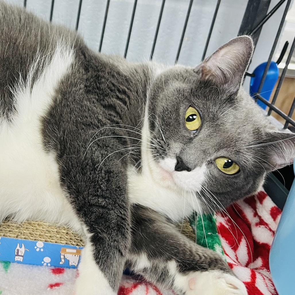 Enlarge Baby, a Adoptable Domestic Short Hair in Duncan, OK image 2/5