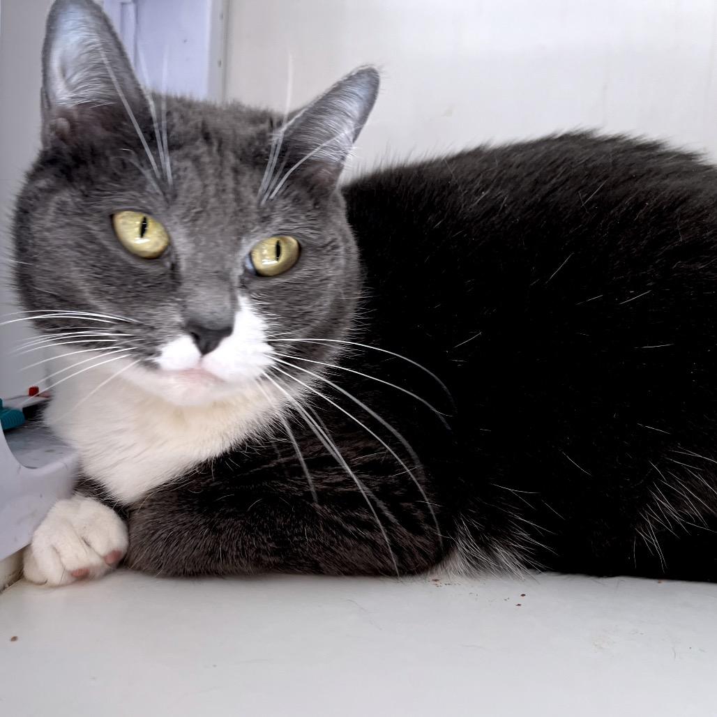 Enlarge Baby, a Adoptable Domestic Short Hair in Duncan, OK image 3/5