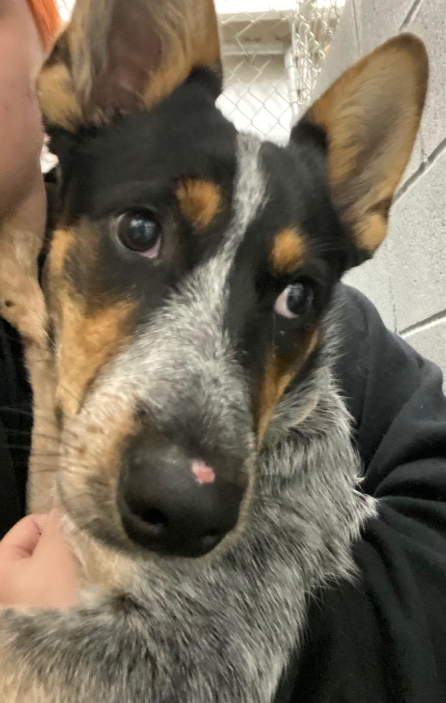 Enlarge Wren, an adopted mixed breed in Cypress, TX image 2/6
