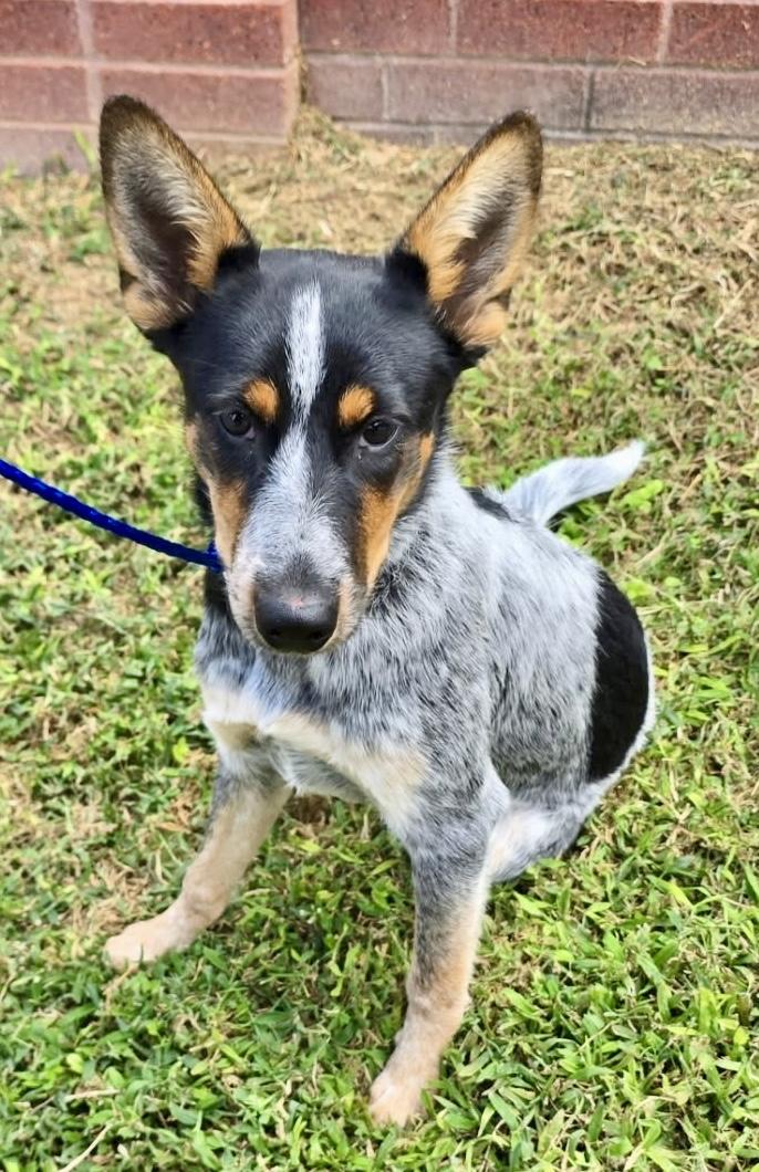 Wren, adopted, Puppy Female Australian Cattle Dog / Blue Heeler.