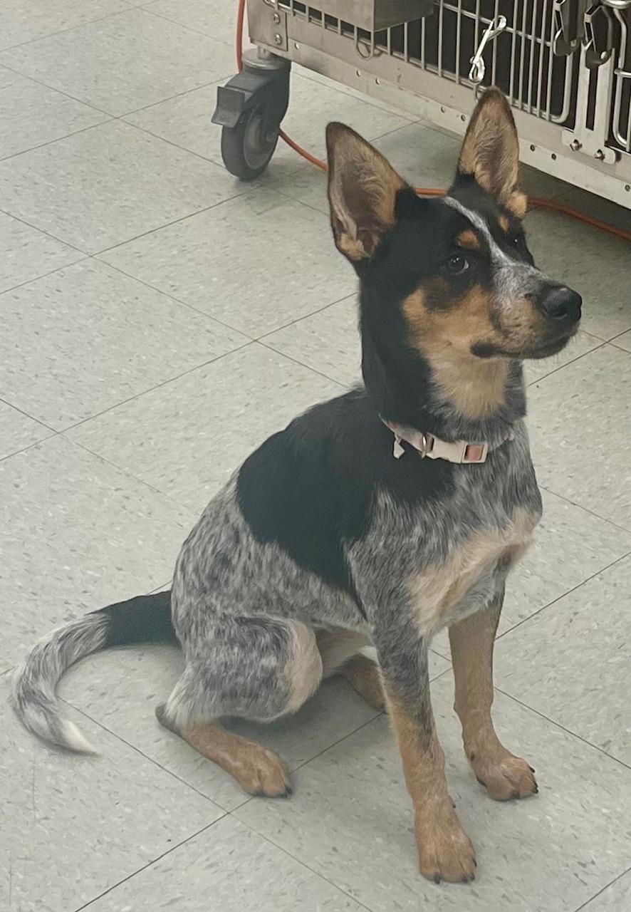 Enlarge Wren, an adopted mixed breed in Cypress, TX image 3/6