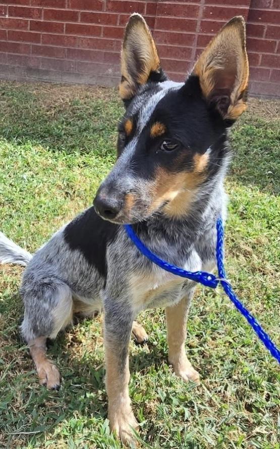 Enlarge Wren, an adopted mixed breed in Cypress, TX image 4/6