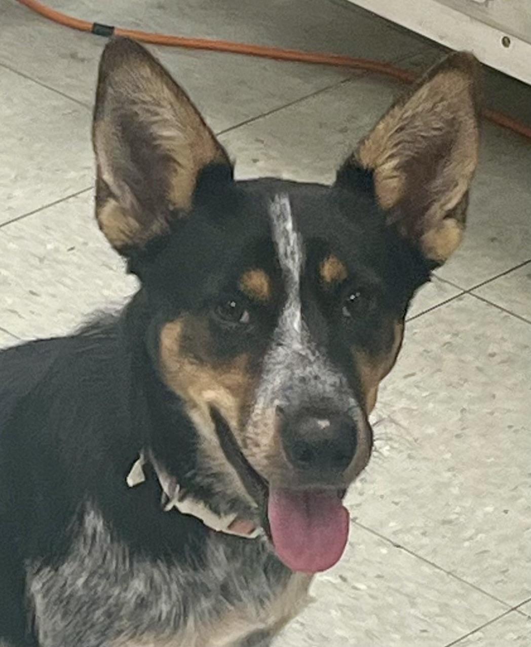 Enlarge Wren, an adopted mixed breed in Cypress, TX image 5/6