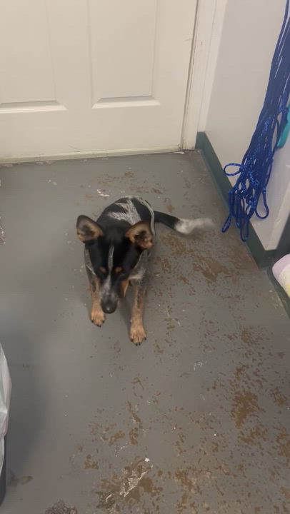 Enlarge Wren, an adopted mixed breed in Cypress, TX video 6/6