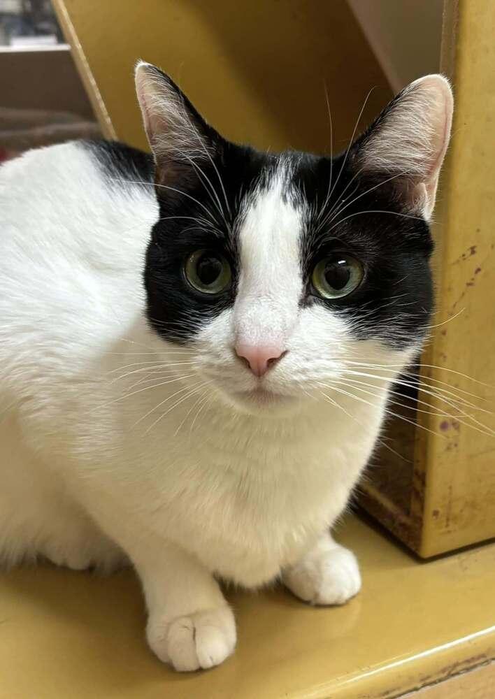 Enlarge Nook, a Adoptable mixed breed in Patchogue, NY image 3/6