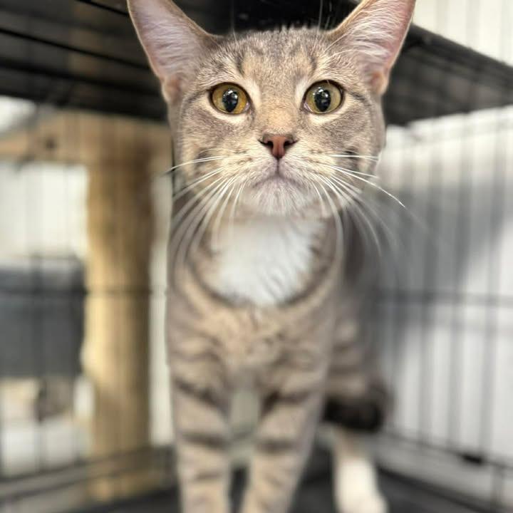 Blue, Adoptable, Young Male Domestic Short Hair.