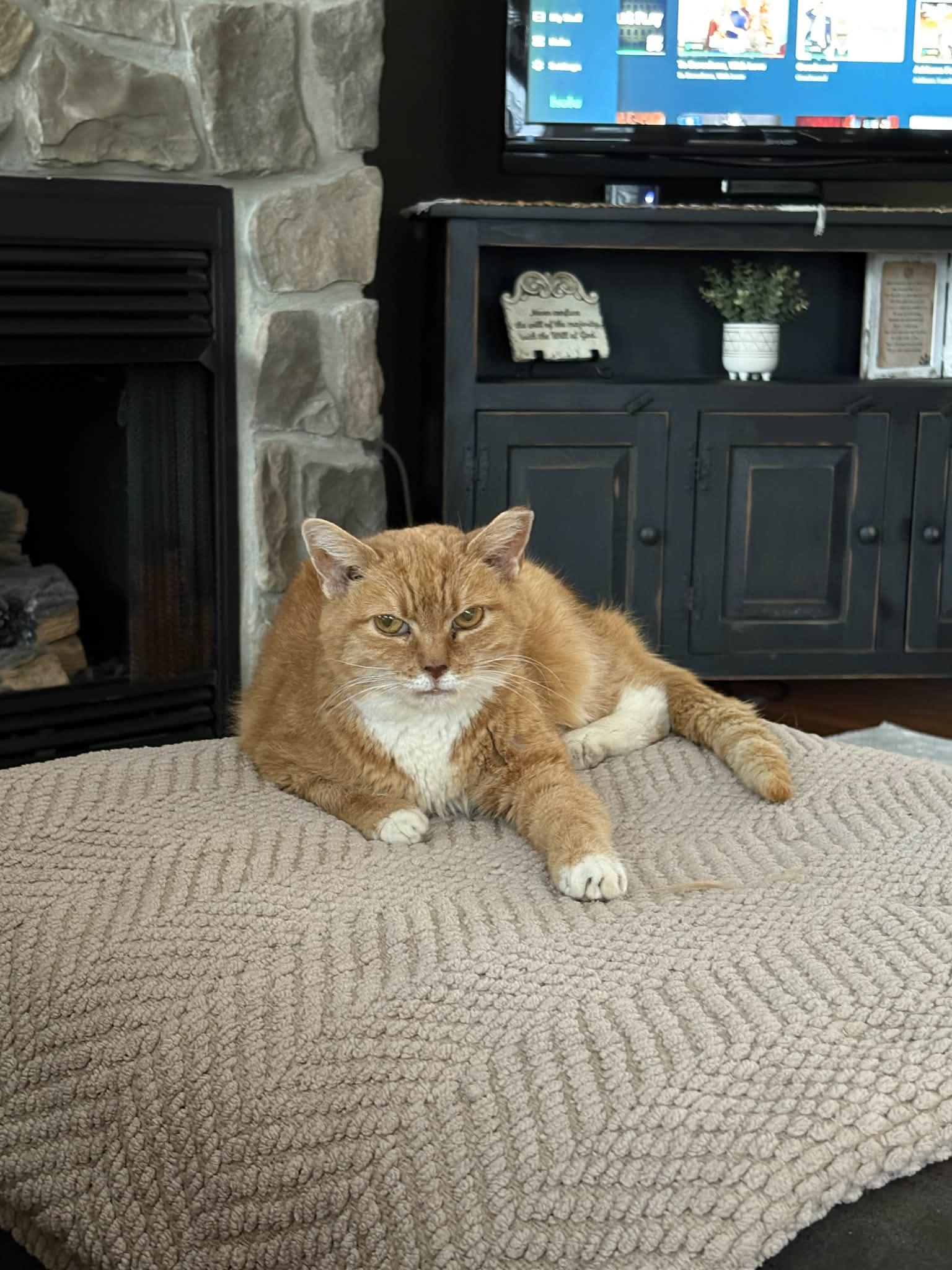 Blossom (foster cat)