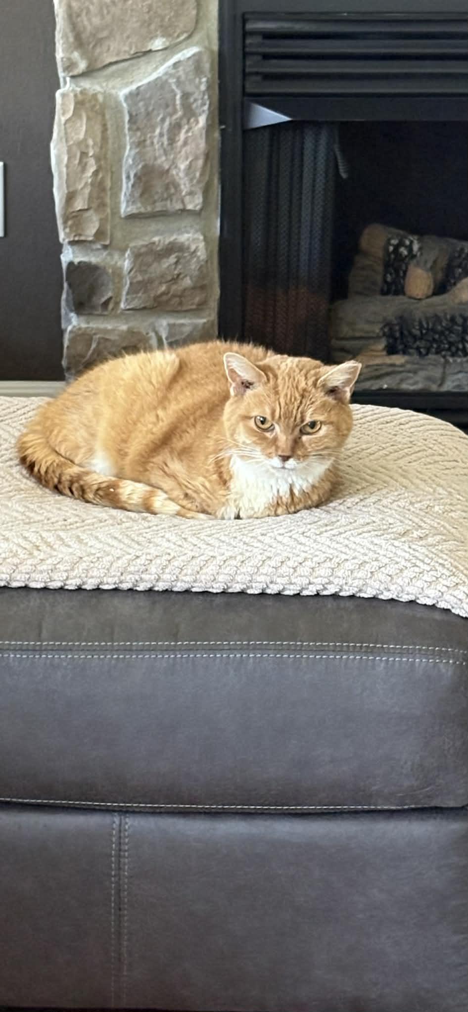 Blossom (foster cat) — thumbnail 2