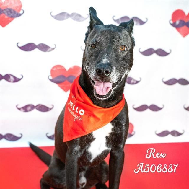 REX, Adoptable, Adult Male Mixed Breed.