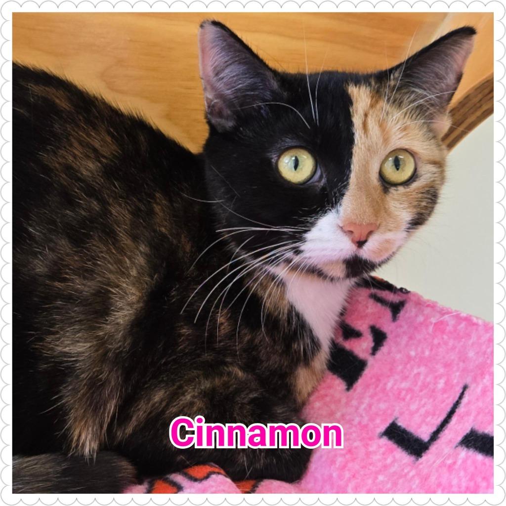 Enlarge Cinnamon, a Adoptable mixed breed in North Saint Paul, MN image 4/5