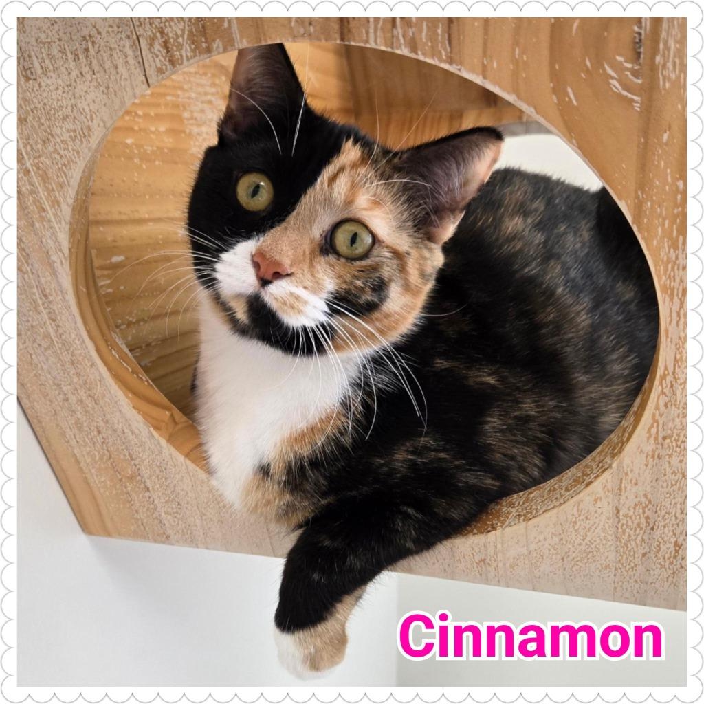 Cinnamon, Adoptable, Kitten Female Domestic Short Hair.