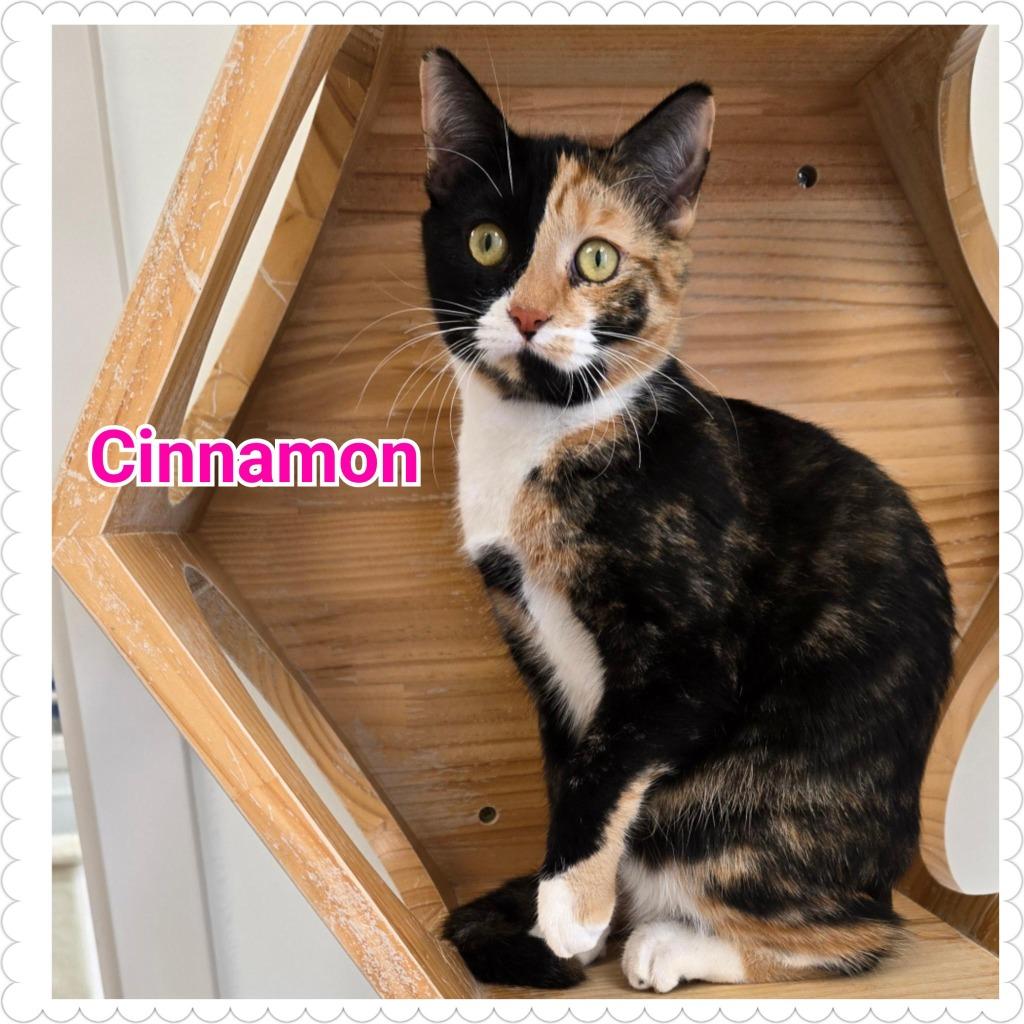 Enlarge Cinnamon, a Adoptable mixed breed in North Saint Paul, MN image 5/5