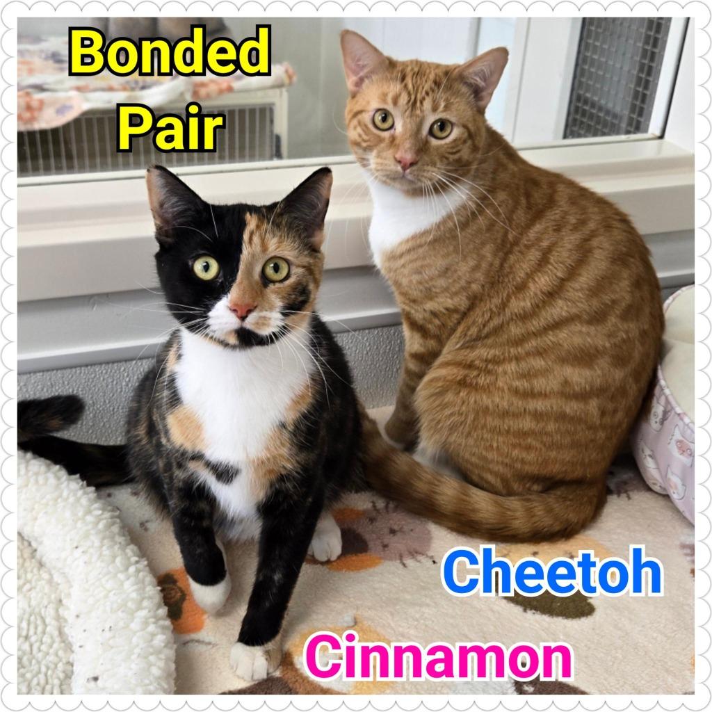 Cinnamon, Adoptable, Kitten Female Domestic Short Hair.