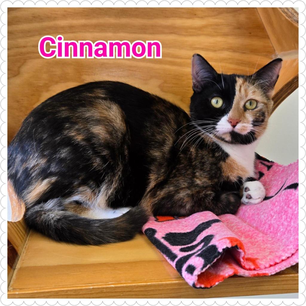 Enlarge Cinnamon, a Adoptable mixed breed in North Saint Paul, MN image 3/5