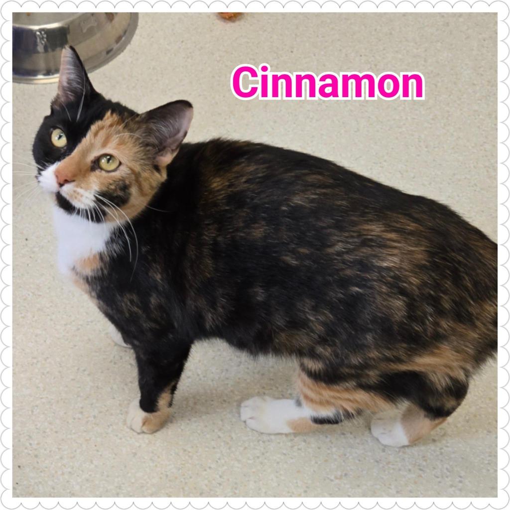 Enlarge Cinnamon, a Adoptable mixed breed in North Saint Paul, MN image 2/5