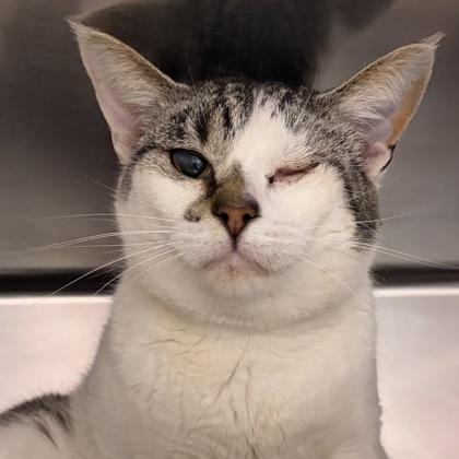 Brit, ADOPTABLE, Young Female Domestic Short Hair.