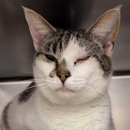 Enlarge Brit, a ADOPTABLE Domestic Short Hair in North Myrtle Beach, SC image 3/3