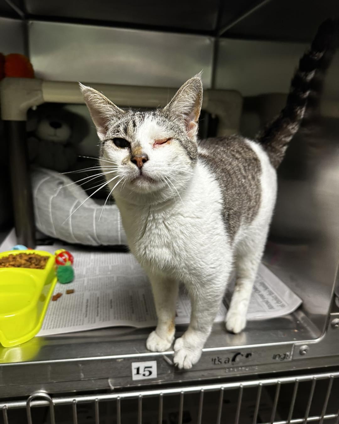 Enlarge Brit, a ADOPTABLE Domestic Short Hair in North Myrtle Beach, SC image 2/5
