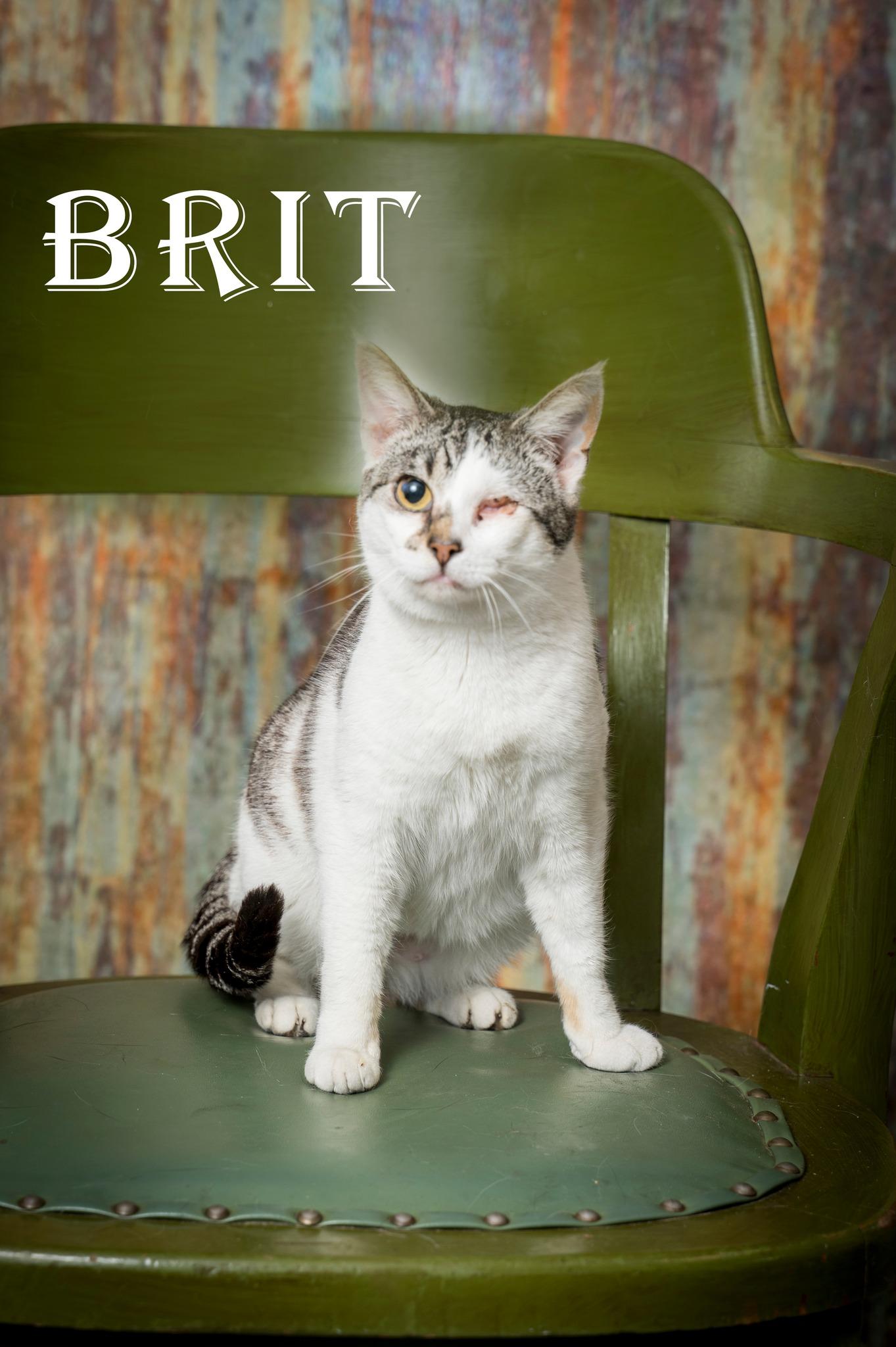 Brit, ADOPTABLE, Young Female Domestic Short Hair.