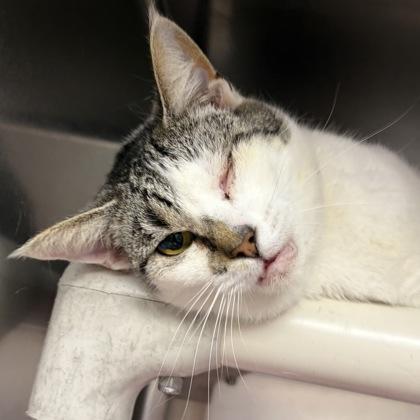 Enlarge Brit, a ADOPTABLE Domestic Short Hair in North Myrtle Beach, SC image 2/3