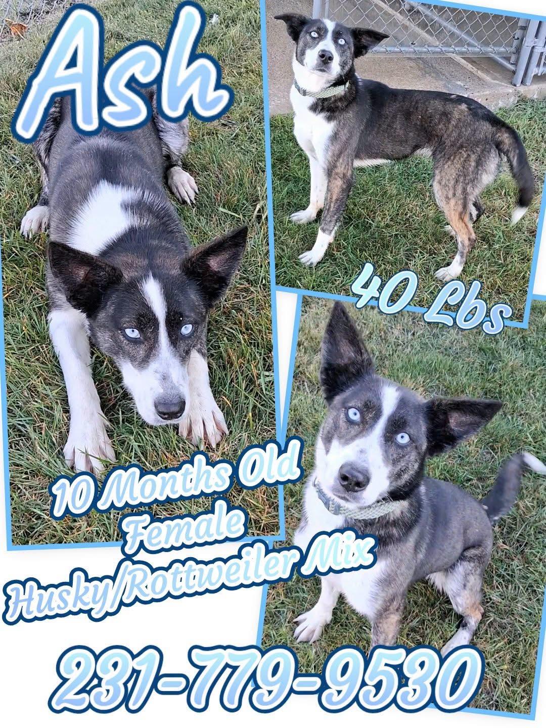 Enlarge ASH, a Adoptable mixed breed in Cadillac, MI image 1/1