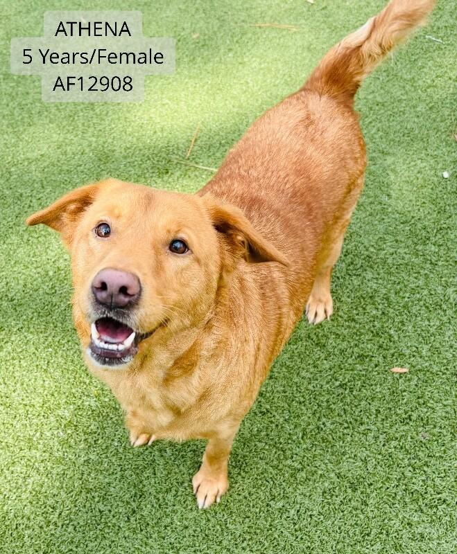 Athena, Adoptable, Adult Female Labrador Retriever & Mixed Breed.