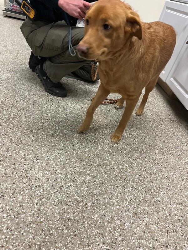 Enlarge Athena, a Adoptable mixed breed in Supply, NC image 2/2