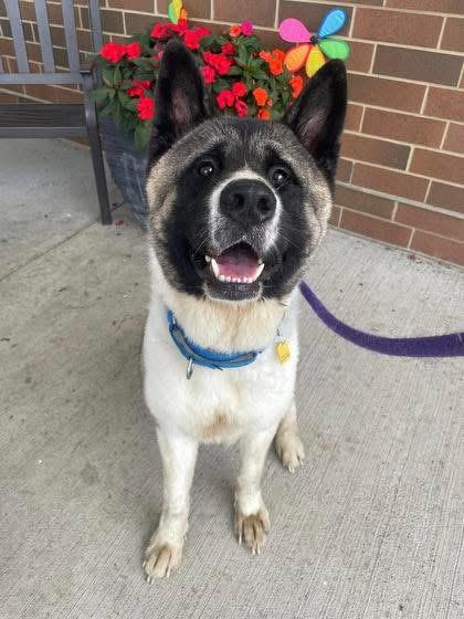 Kyro, Adoptable, Adult Male Akita.