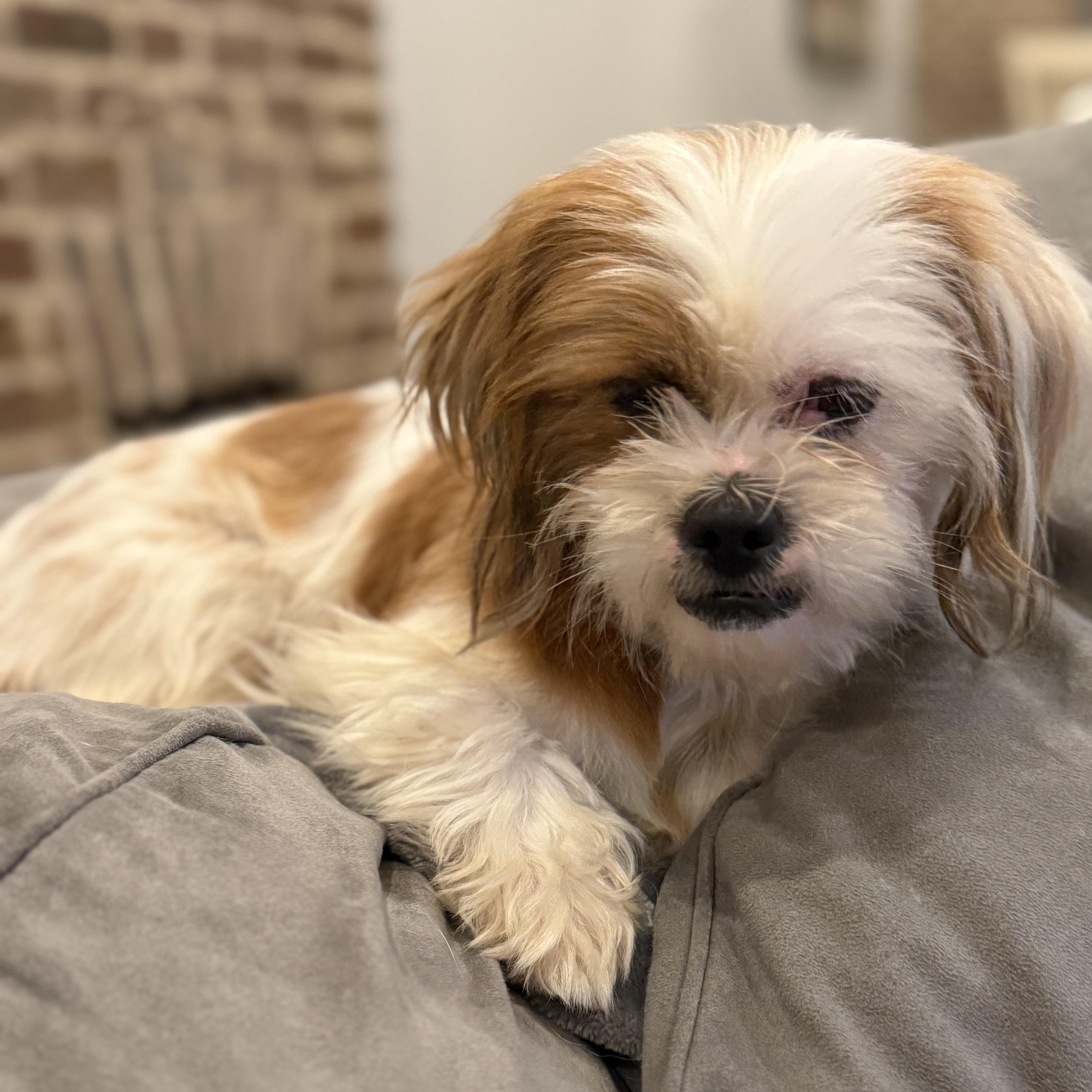 Matilda aka Tillie, adopted, Adult Female Shih Tzu.