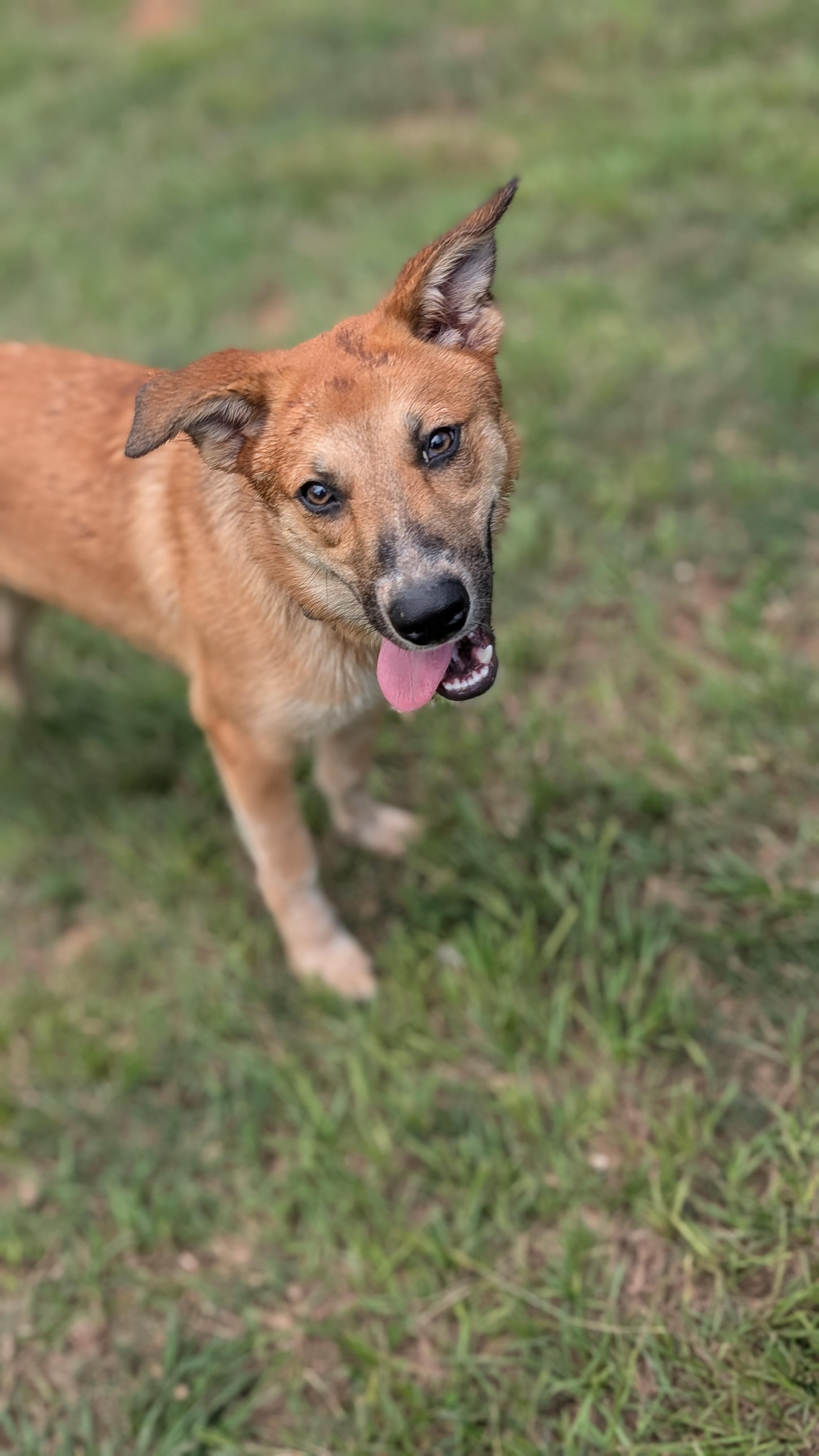 Butterscotch, Adoptable, Young Male Shepherd.