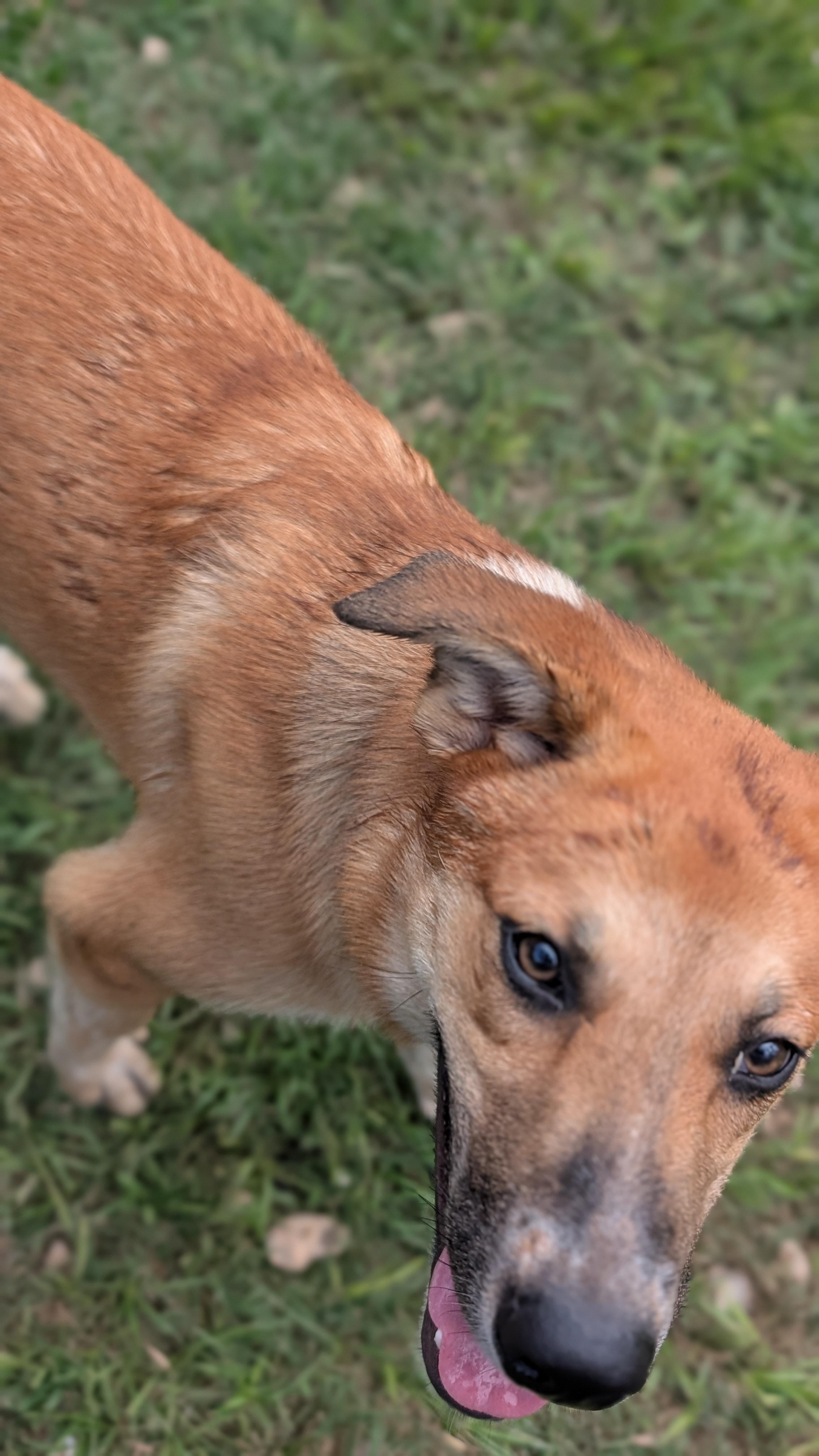 Butterscotch, Adoptable, Young Male Shepherd.