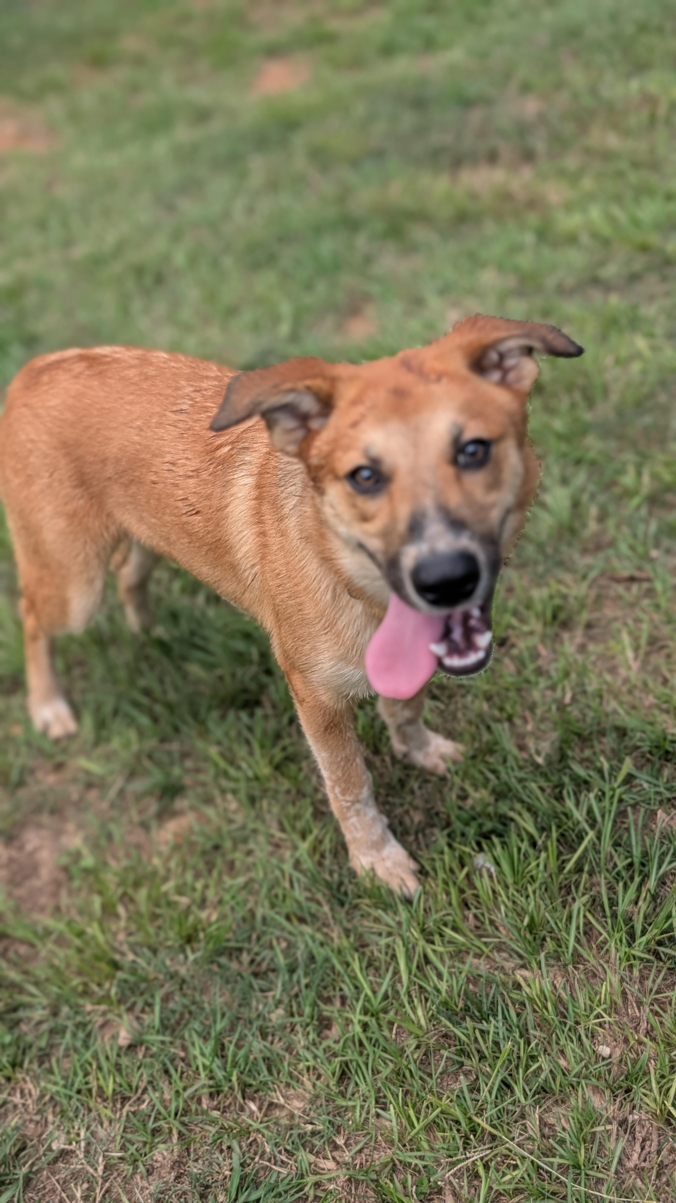 Enlarge Butterscotch, a Adoptable mixed breed in Coldspring, TX image 3/4
