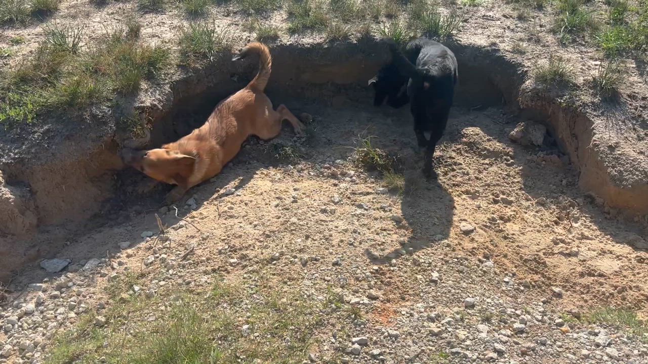 Enlarge Butterscotch, a Adoptable mixed breed in Coldspring, TX video 4/4