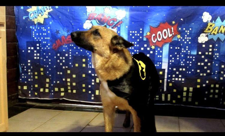 Ginny, Adoptable, Adult Female Shepherd.